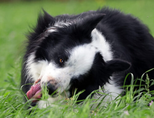 Why Do Dogs Eat Grass? Understanding the Green Delight