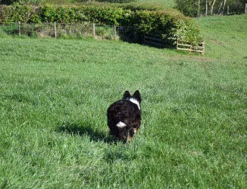 Reasons Why Dogs Run Away and How to Stop It