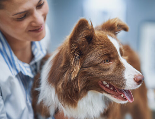How Much Does It Cost To Microchip A Dog?